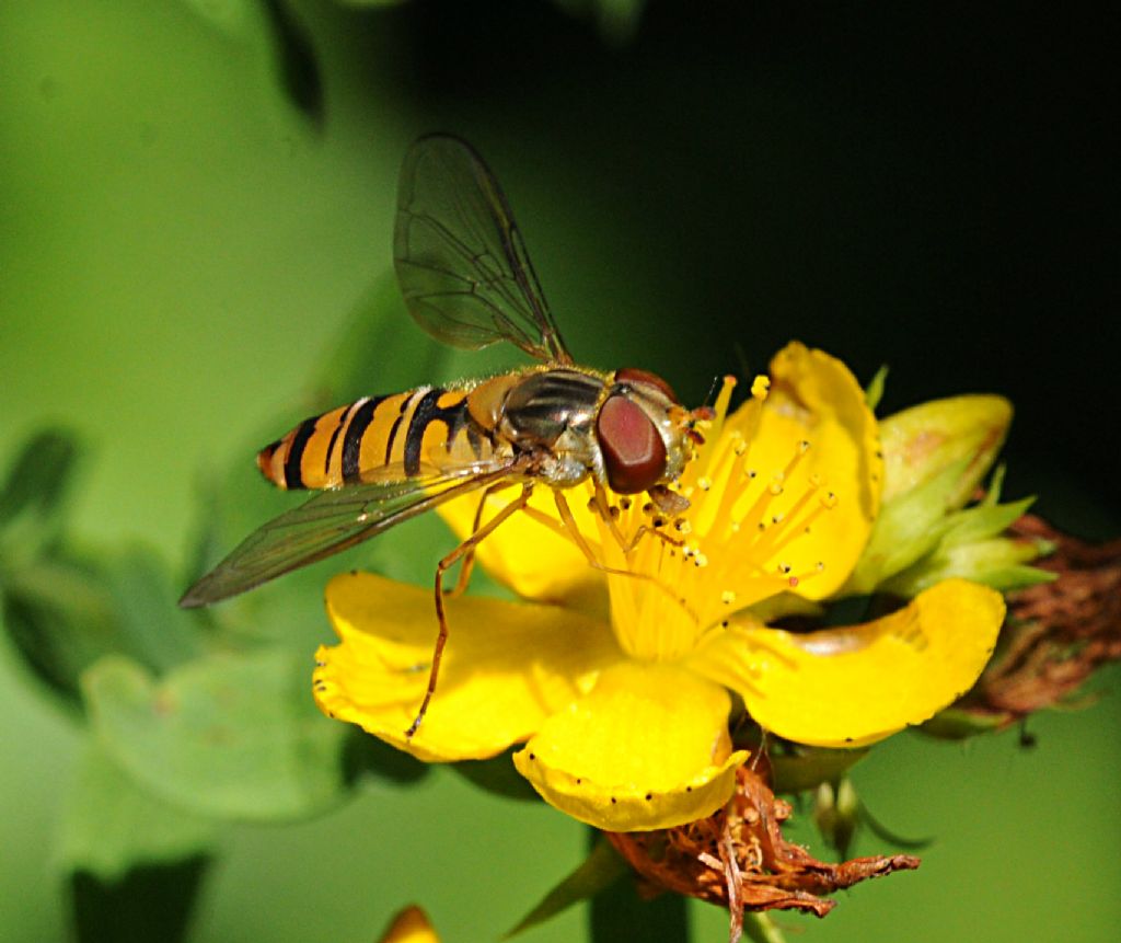 Episyrphus balteatus?